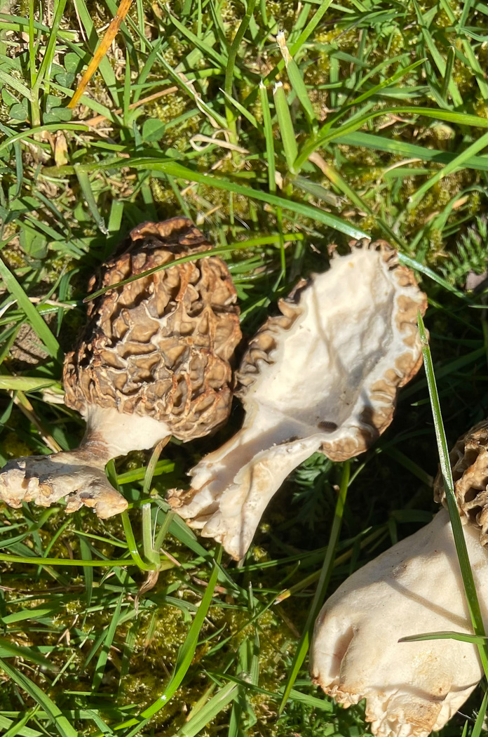Photo by Sarah Ebdon Morchella esculenta by Russell Ness